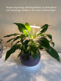 Angel-Ring Plant USB Grow Light